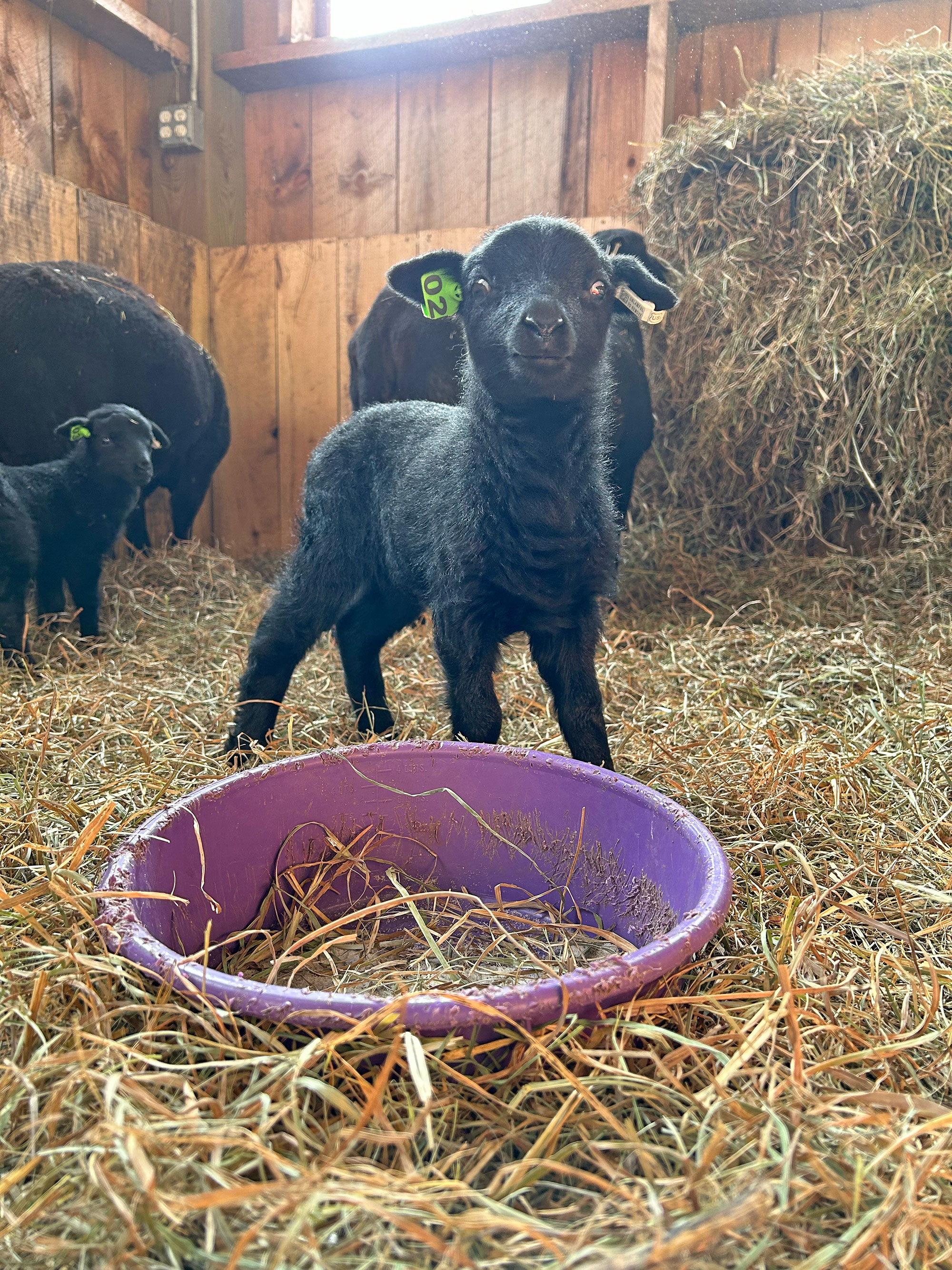 Black Welsh Mountain Sheep in the Hudson Valley | Farm & Fiber Knits