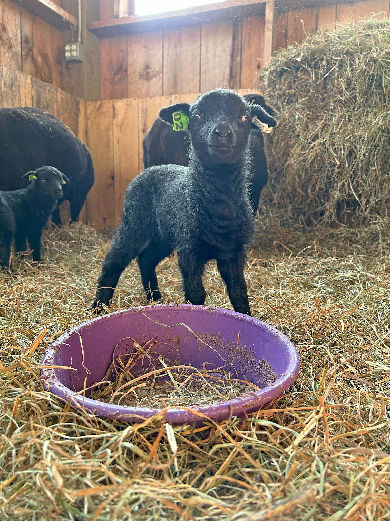 A curious lamb checks out Irene.