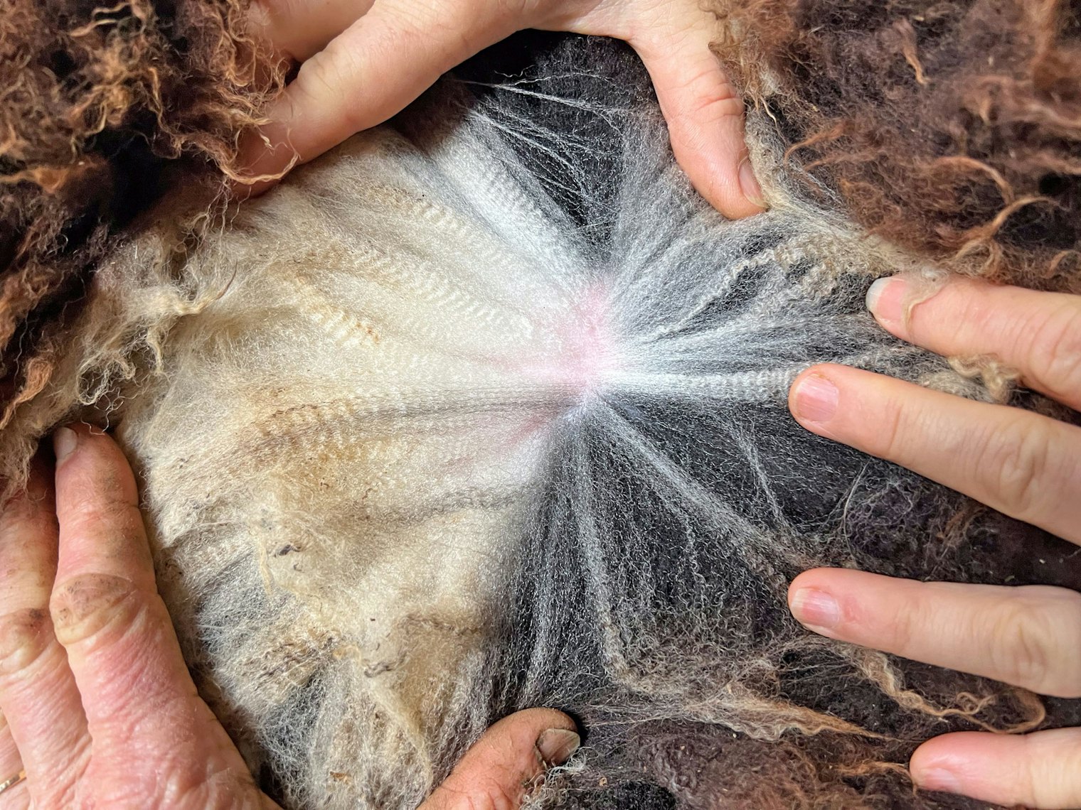 A Jacob fleece shows multiple natural colors as well as the fiber’s staple length and crimp.