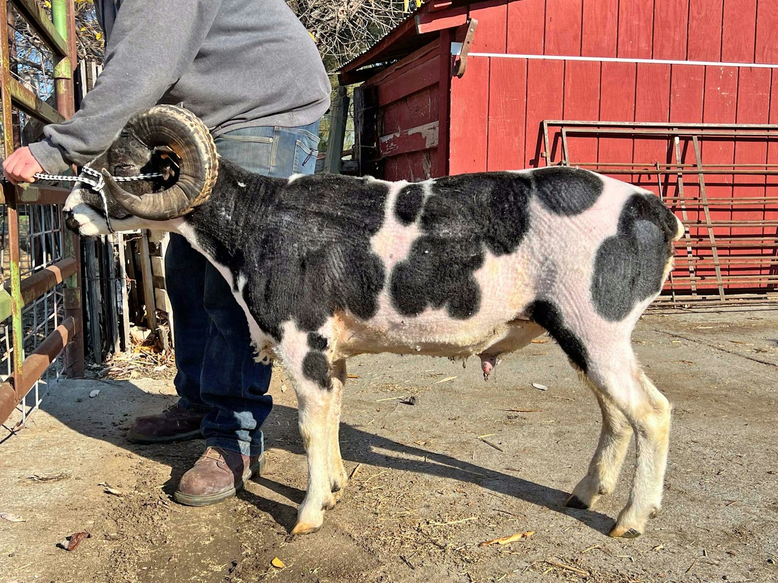 Looking quite a bit less fluffy after shearing, this Jacob shows their color markings.