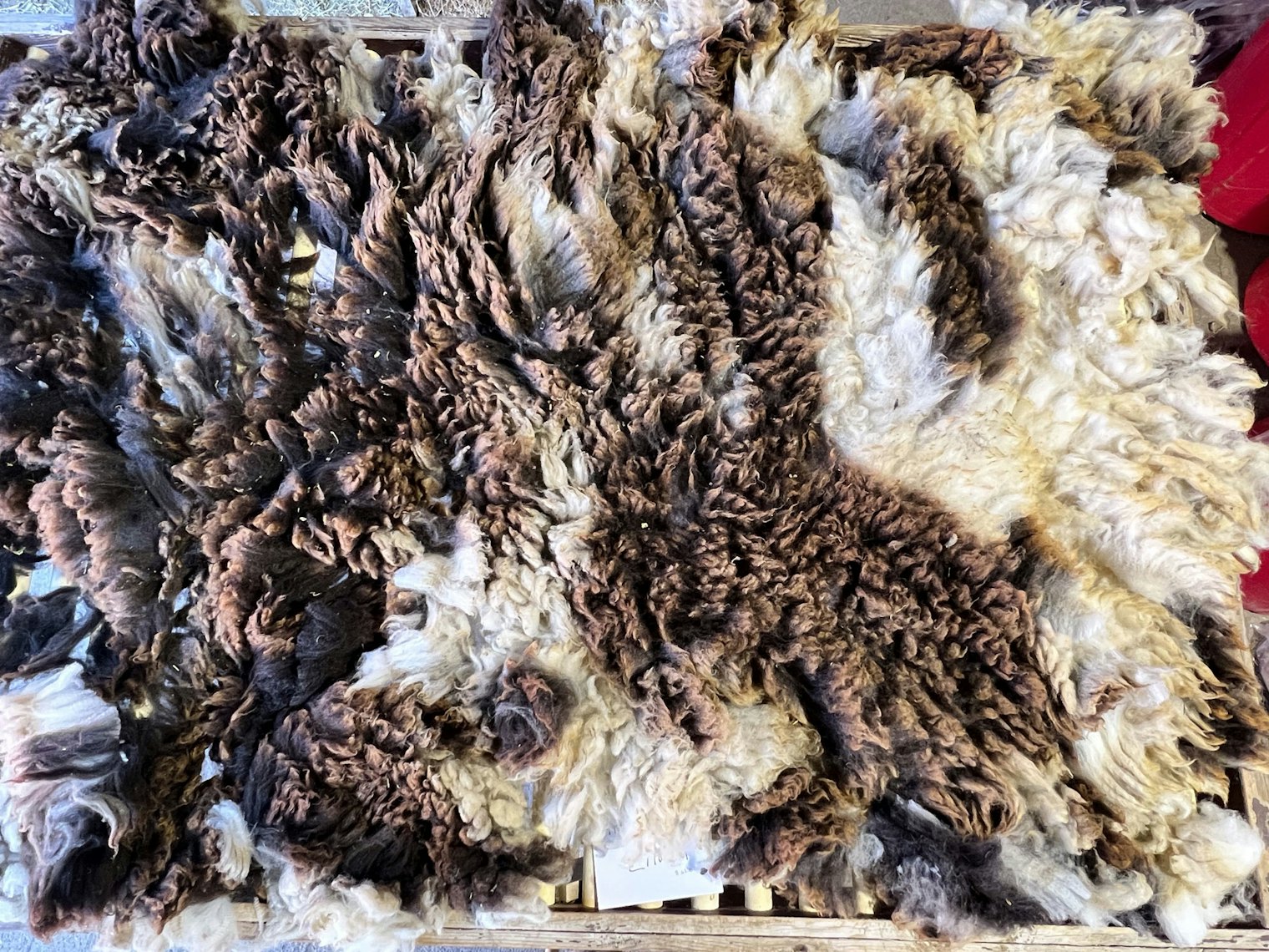 Jacob ewe fleece on the skirting table; outside of fleece showing sun-bleached tips, giving it a brown look.