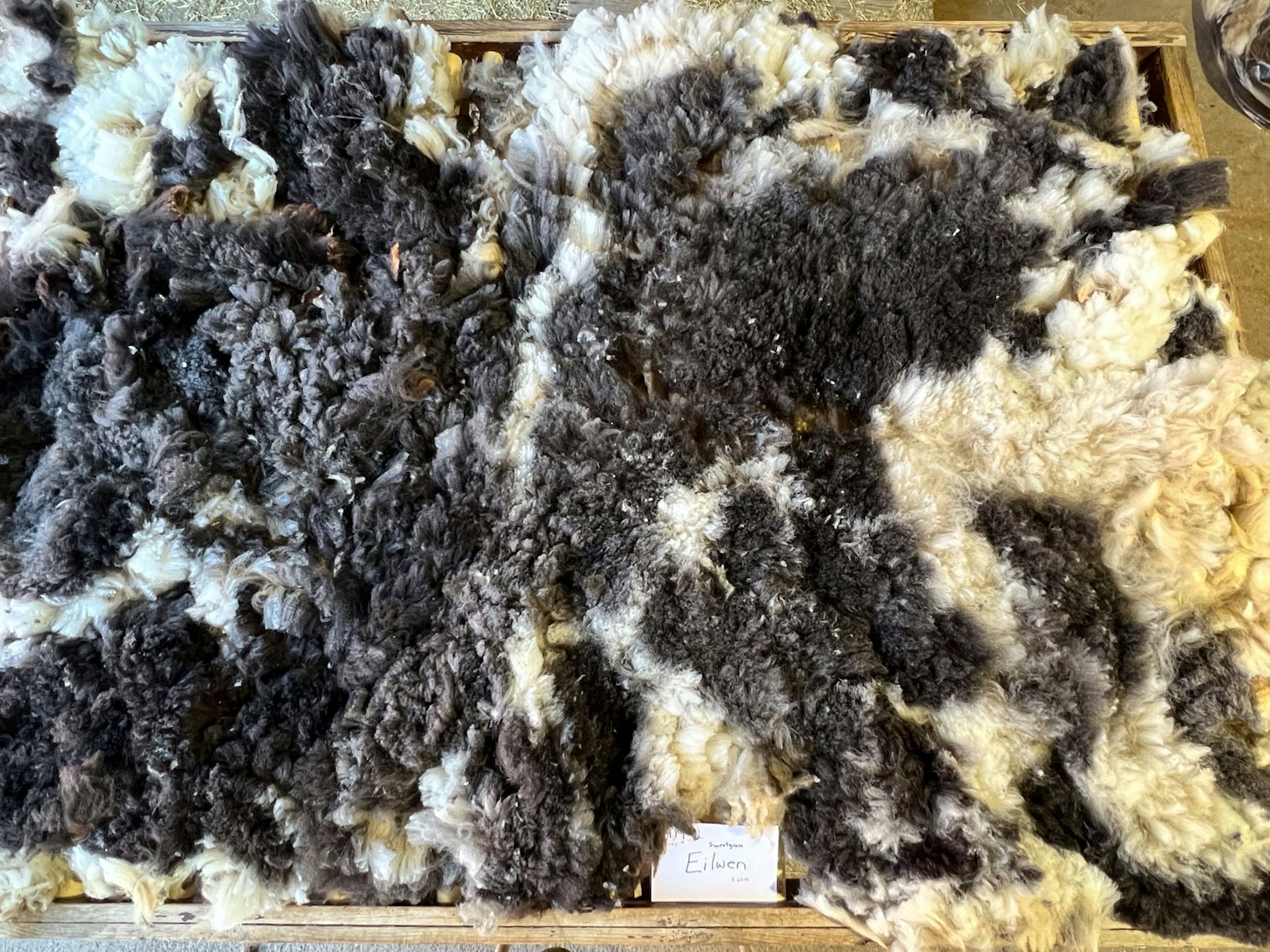 Cut side of fleece, which is blacker.