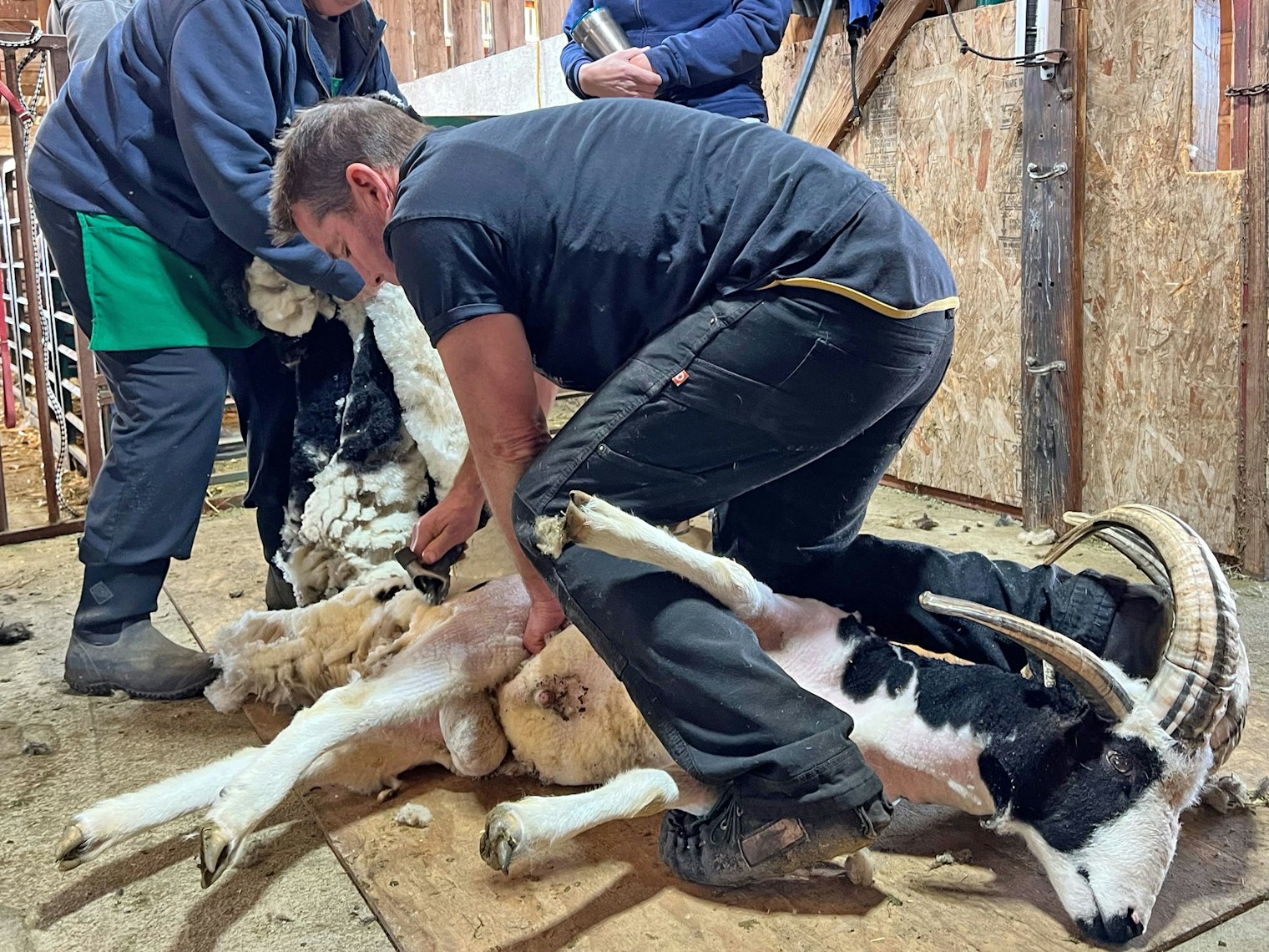This skilled shearer moves the ram into different positions so that the shearing blades can safely glide across the surface of the skin as wool is removed.