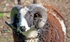How to Source Yarn Directly from a Farm Image
