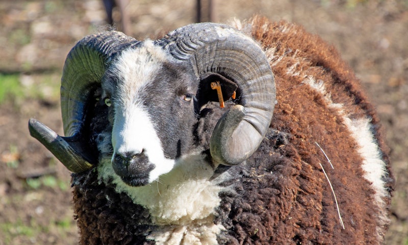 brown, black, and white sheep with horns