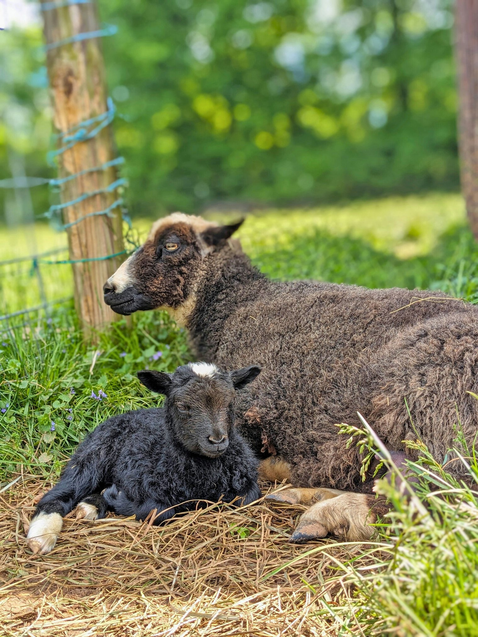 Mama Quin and baby Tulip soak up the sun.