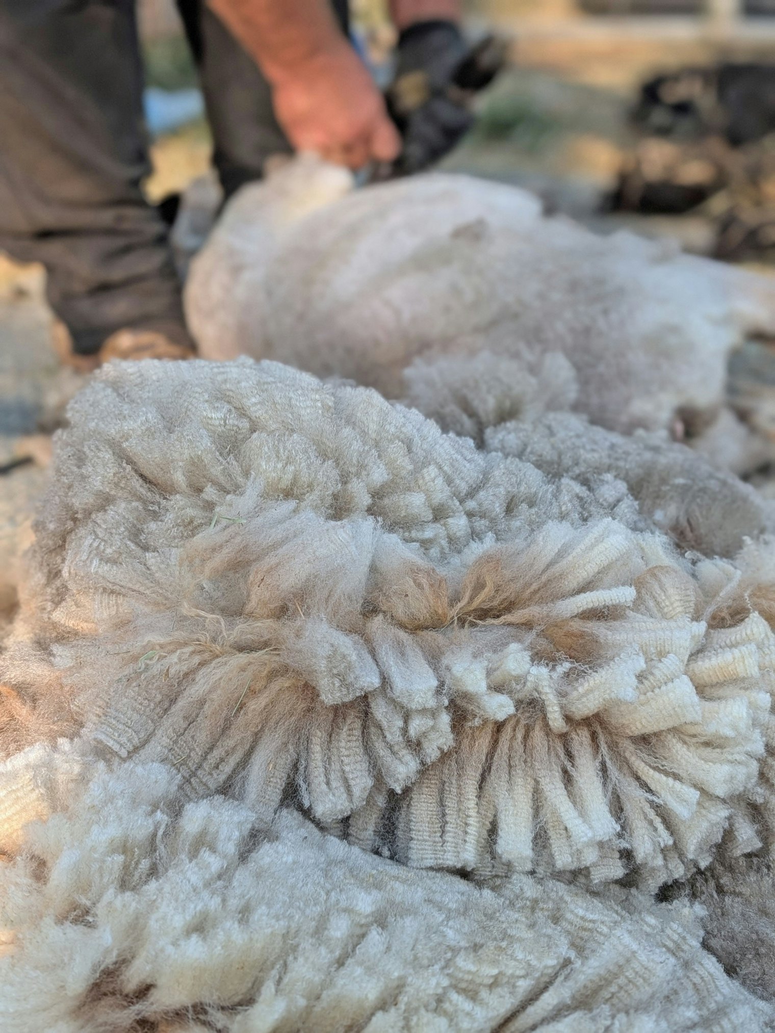Shearing day at Anne's farm.