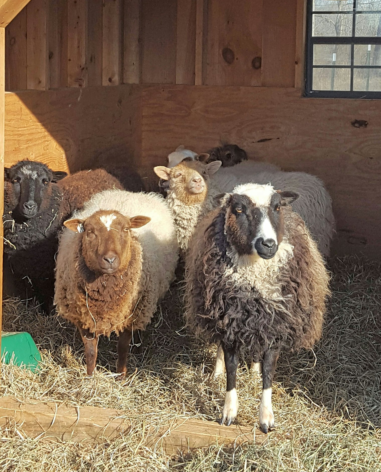Anne raises a multi-colored flock of Shetland sheep at her farm in Bedminster, where she also sells small-batch, home-grown yarn and fiber.