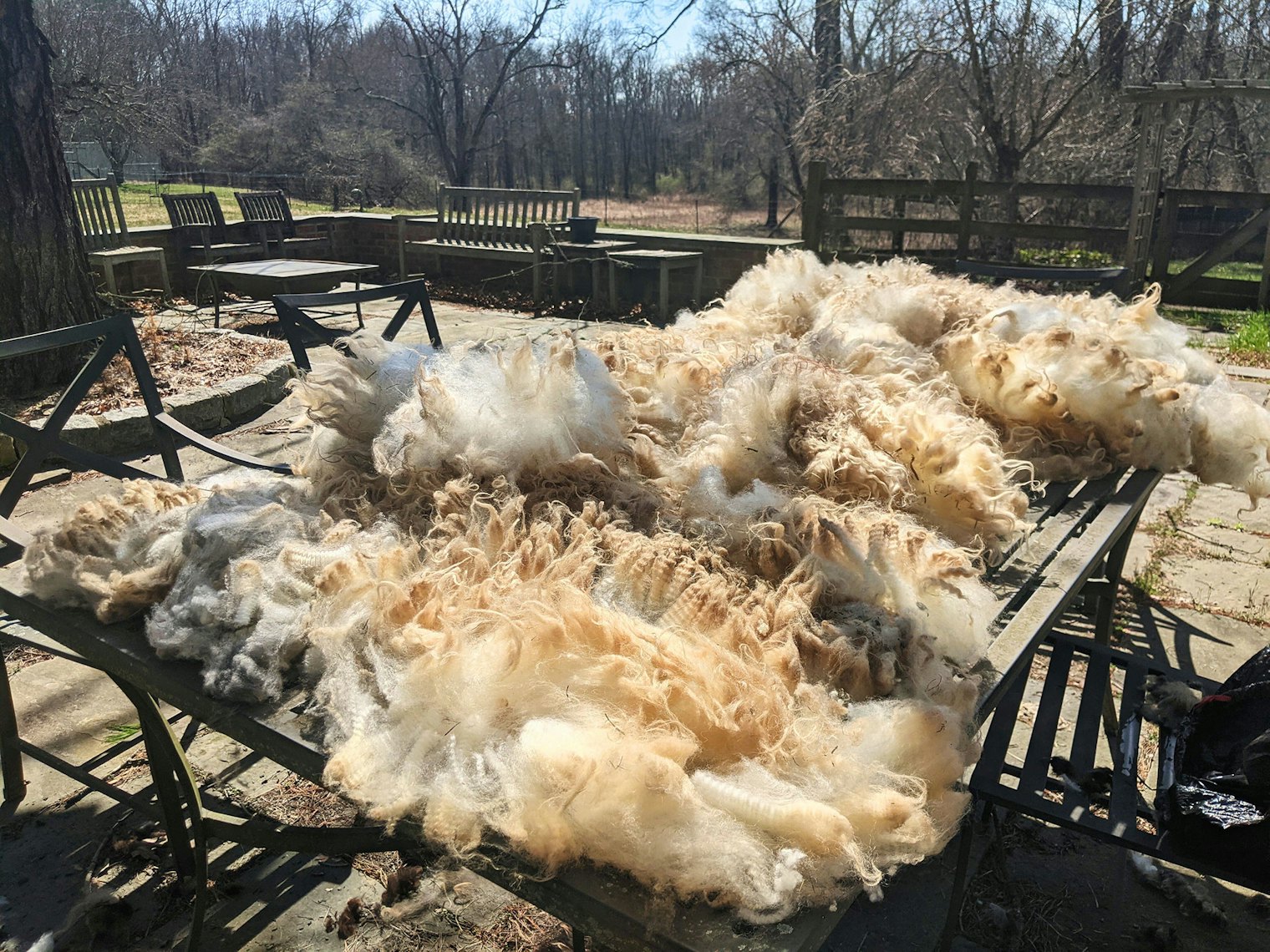 Fleece are laid out for skirting at the farm.