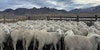 Lani’s Lana: Sheep, Landscape, and Western Wool Image