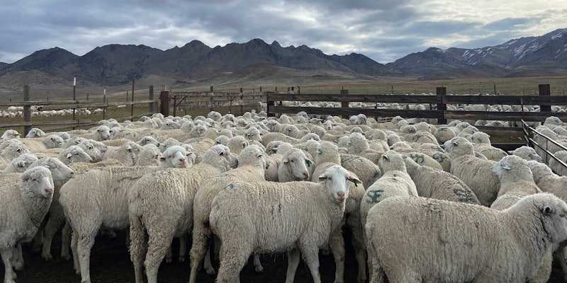 A flock of Rambouillet sheep gathered in corrals. Mountains are visible in the distance.