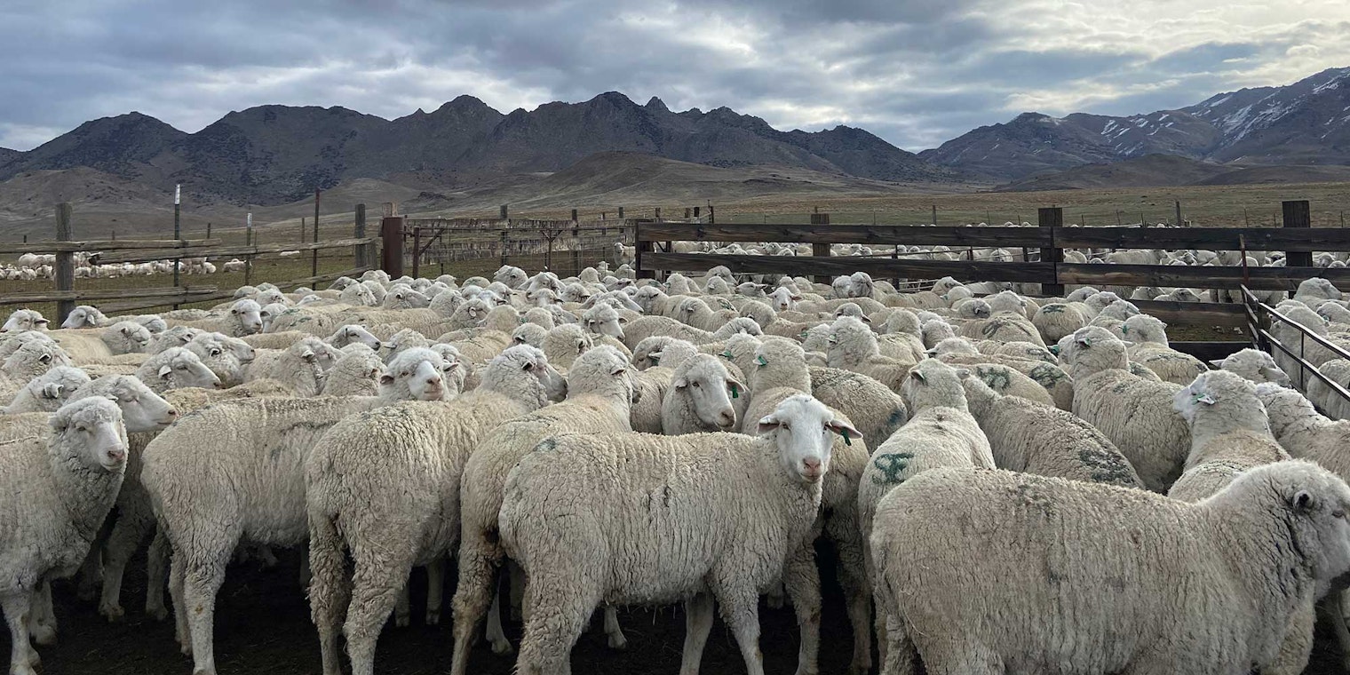 A flock of Rambouillet sheep gathered in corrals. Mountains are visible in the distance.