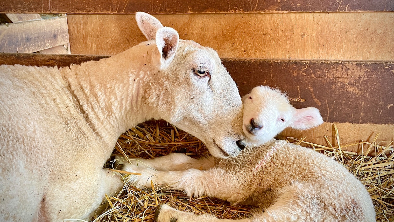 Ewe and lamb