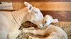 A Shepherd’s Year: What to Expect When You’re Expecting (Lambs) Image