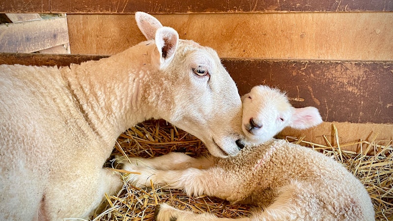 Ewe and lamb