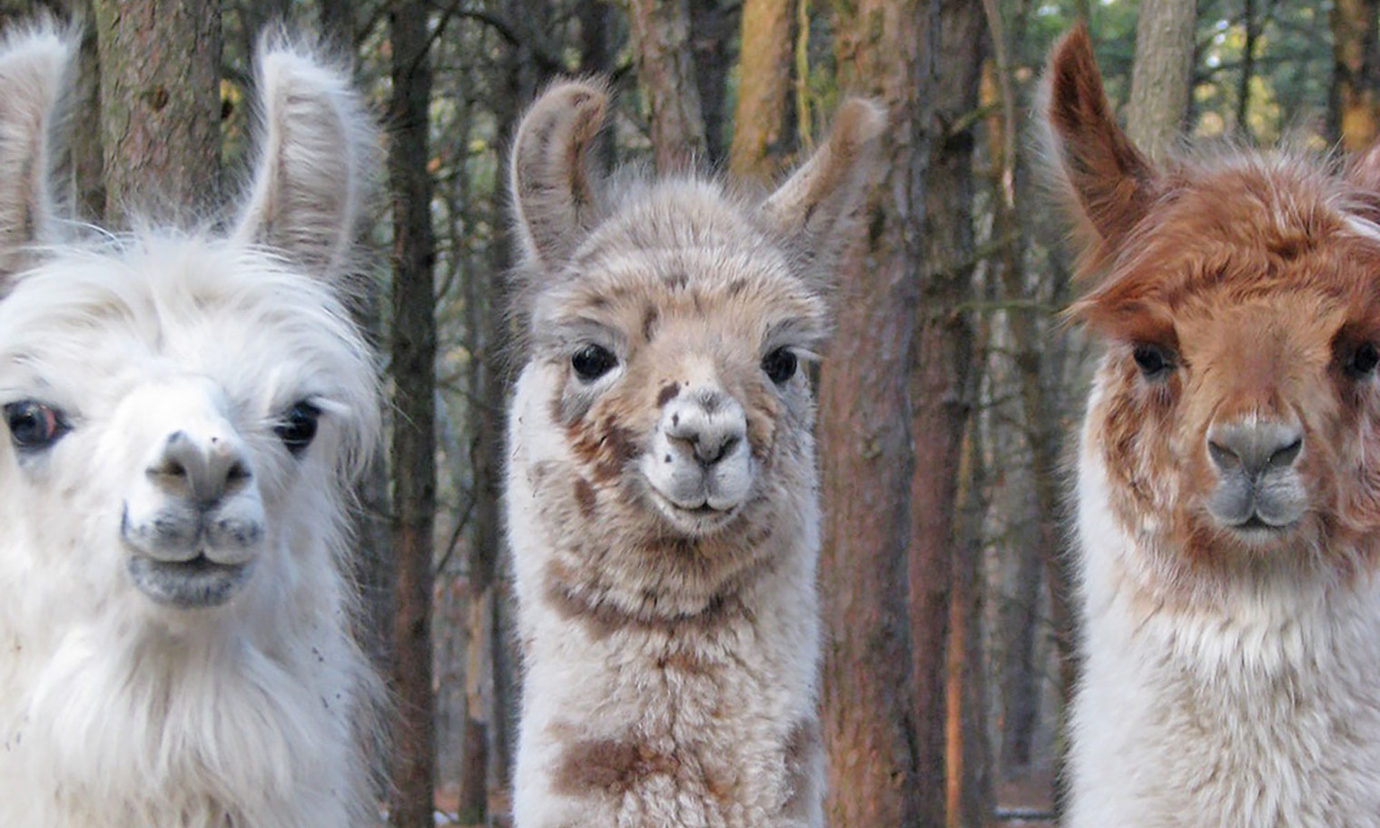 white, tan and brown-and-white llamas