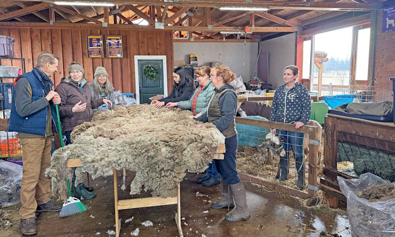 people standing around a table with a sheep's fleece on it