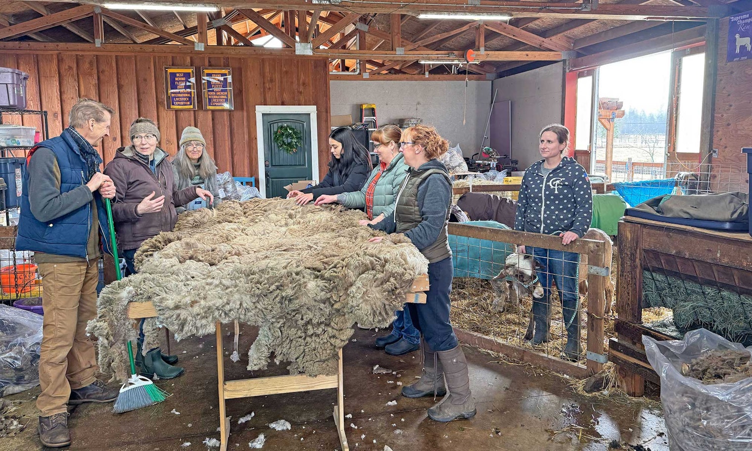 people standing around a table with a sheep's fleece on it