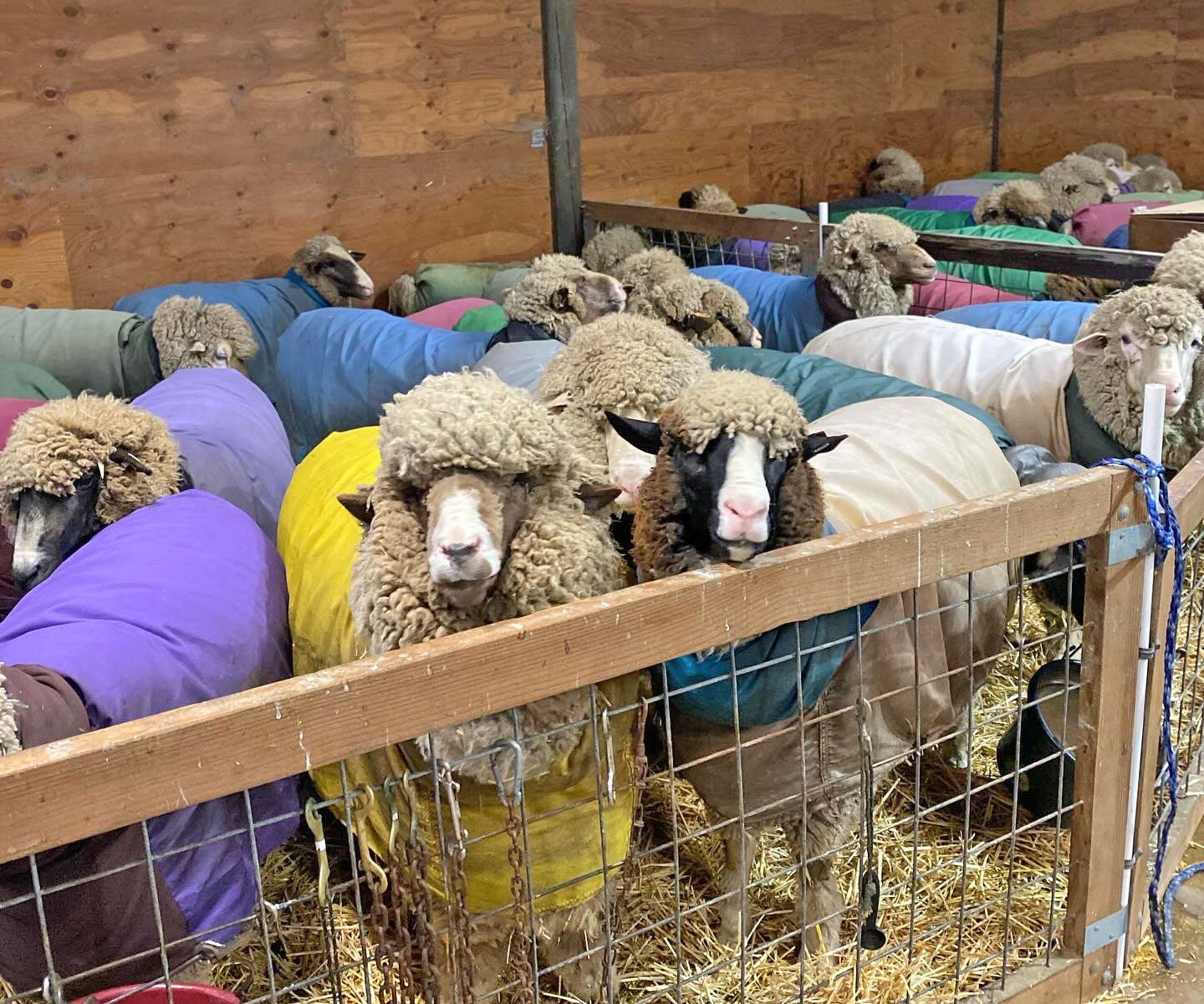 Shearing Day at Apple Creek Merinos | Farm & Fiber Knits