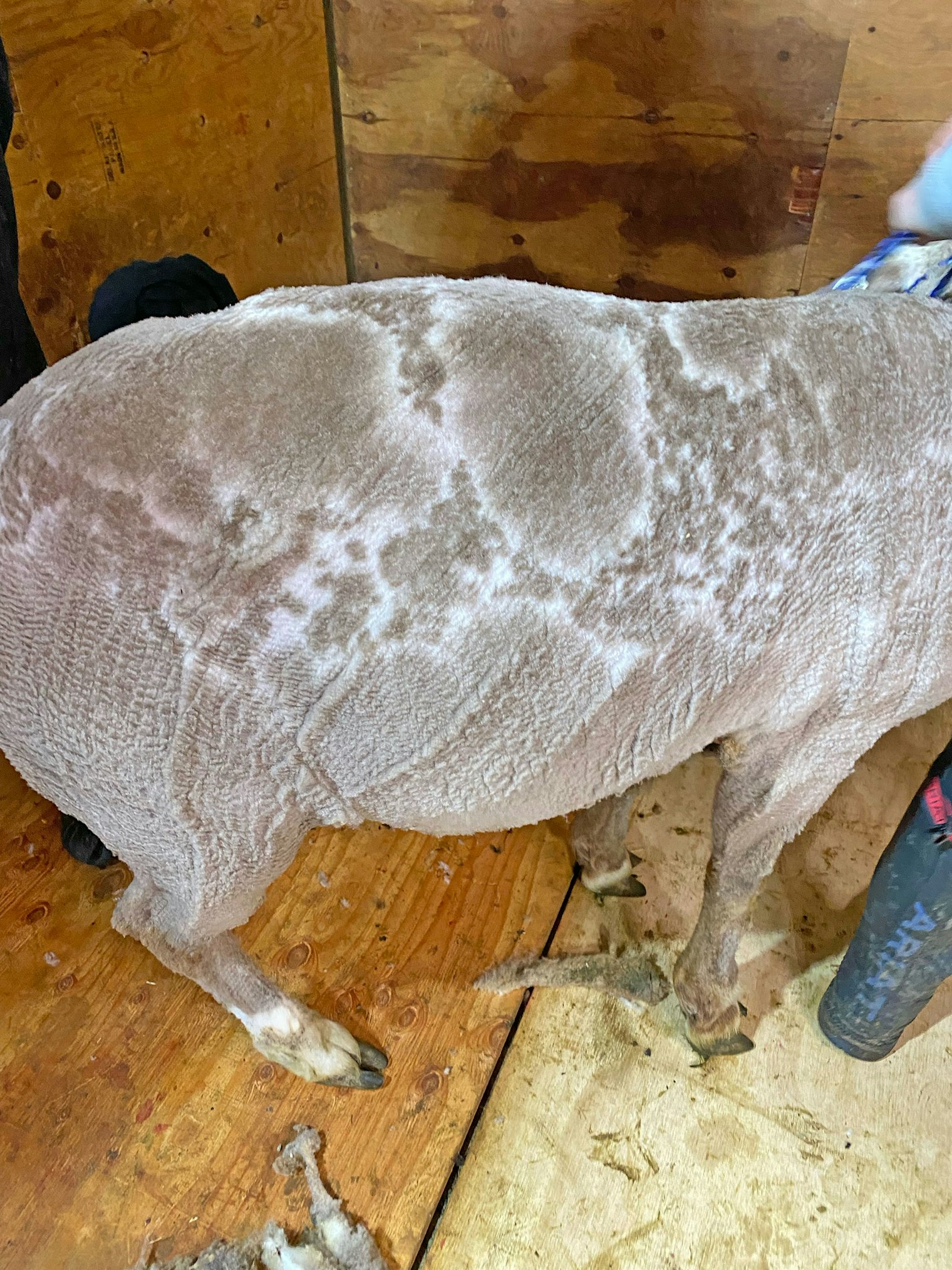 Braeburn’s unique spots right after shearing.