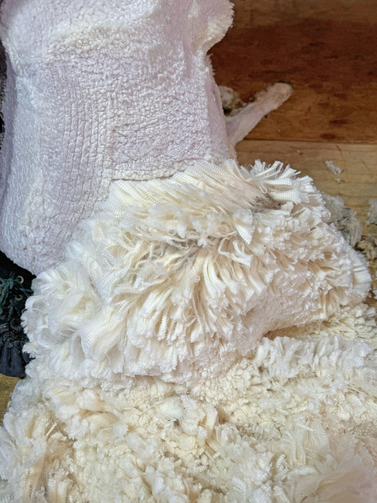 One of Laurel's favorite white fleeces shown midshearing.