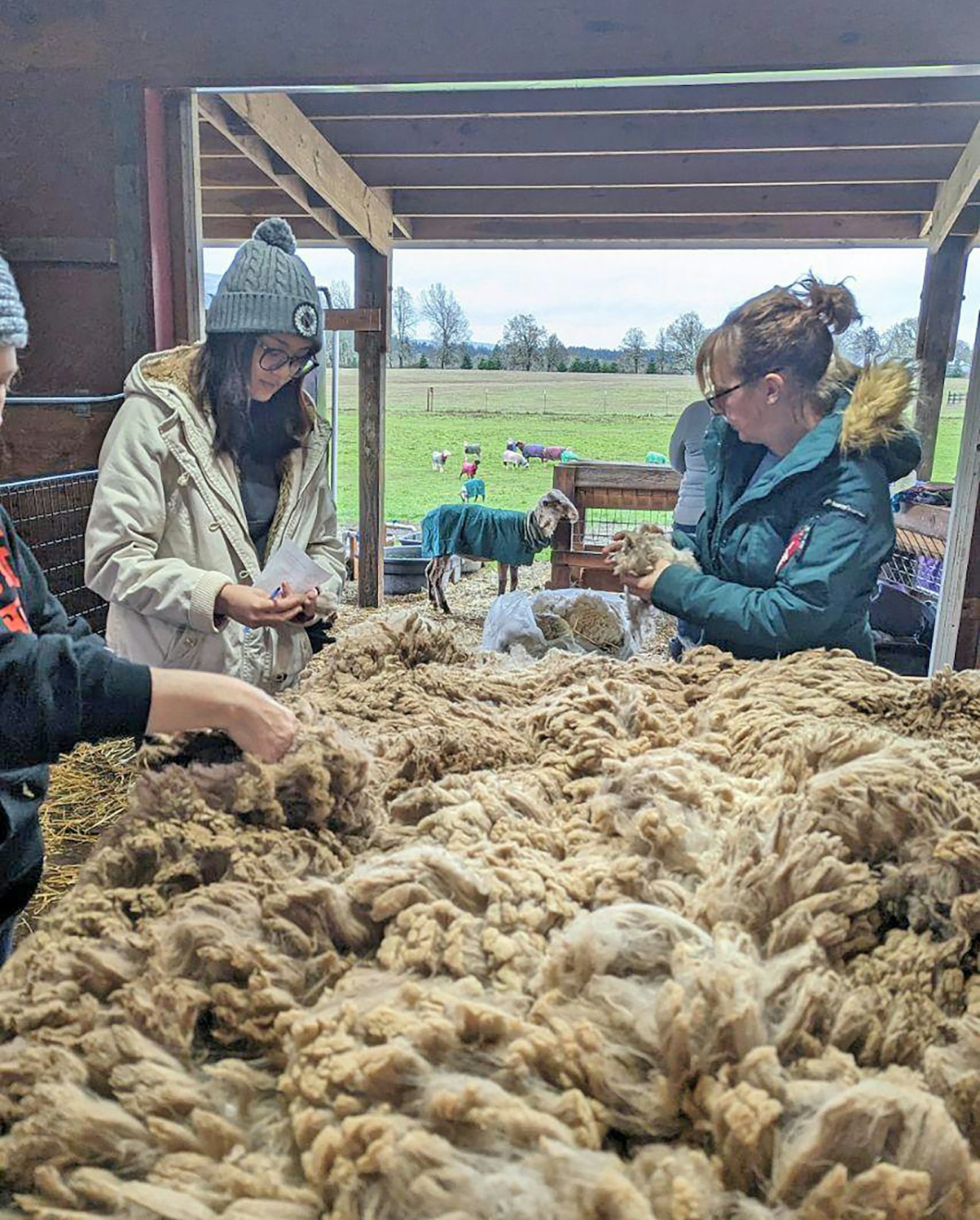A view of the skirting table with freshly shorn sheep re-coated and enjoying some breakfast in the background.