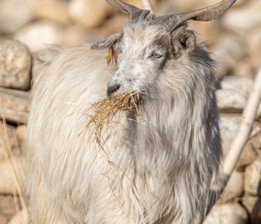 Yarn and knitting needles