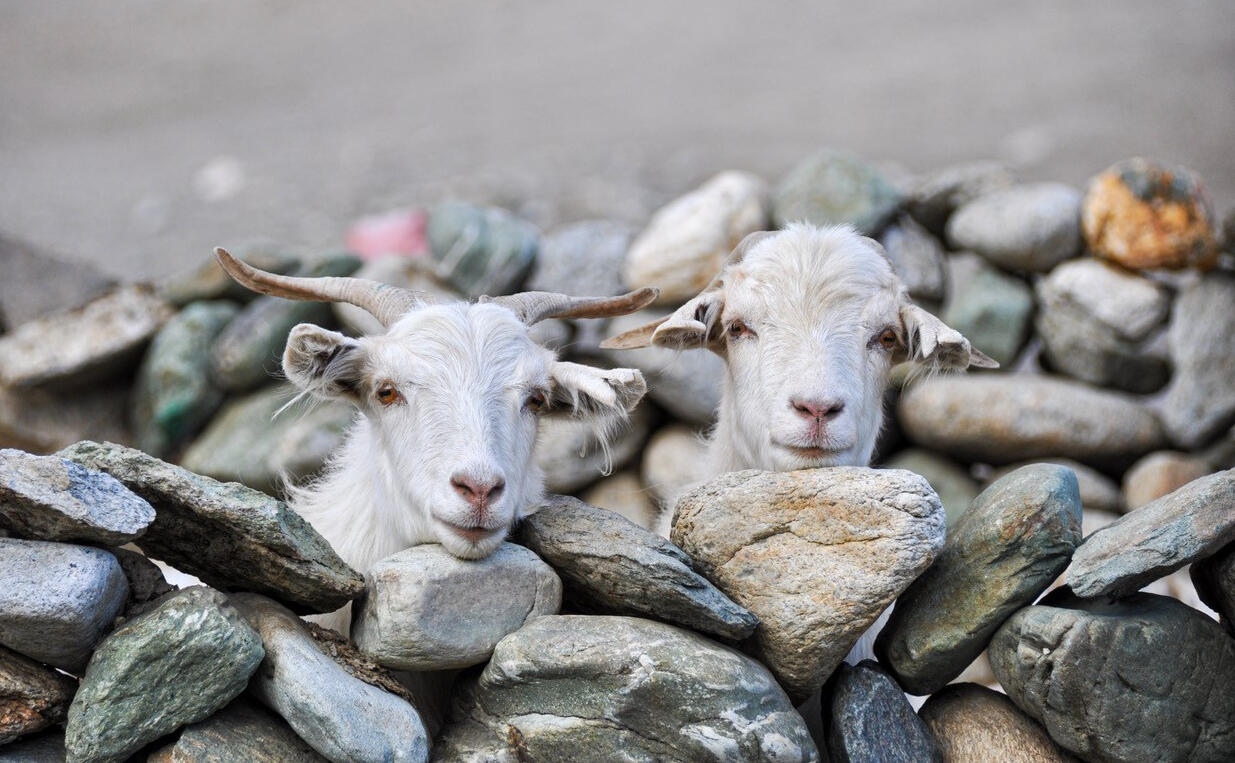 Cozy Knitted Blanket