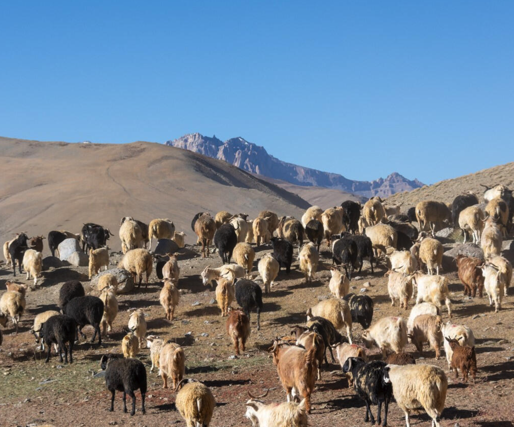 Cashmere Collective Logo