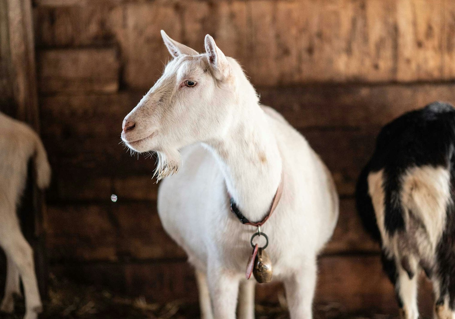The Lahners operate a seasonal, Grade A goat dairy, with cheese available from early March through November, or, as Anne puts it, “until the ‘girls’ say ‘stop’. Our goat cheeses are fresh cheeses, not aged, and maintain their clean, bright, non-goaty, flavors. Our whole-milk ricotta is especially popular. Our cheeses have won multiple medals at the Big E cheese competition!”
