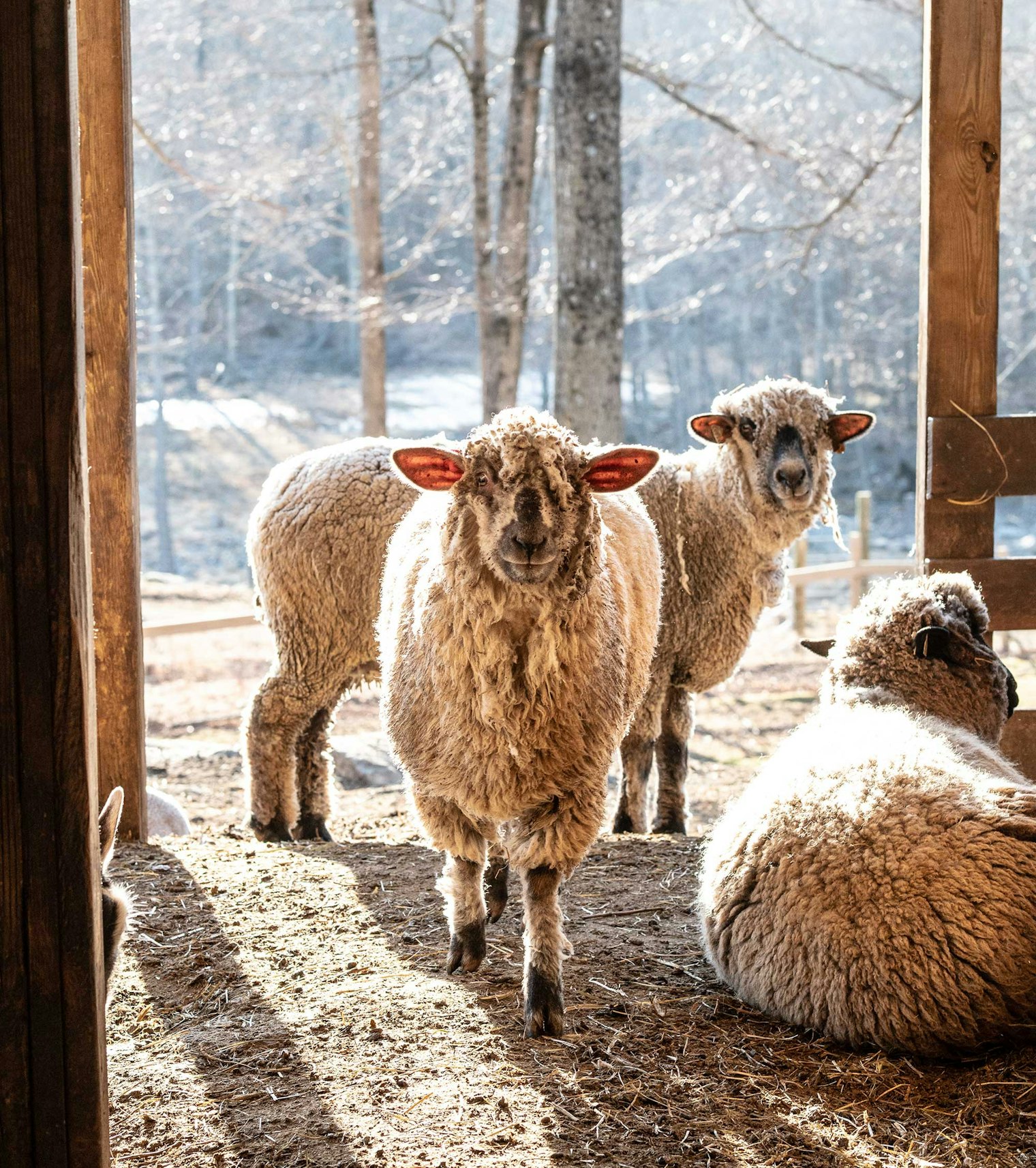 Shropshire sheep pose for the camera.