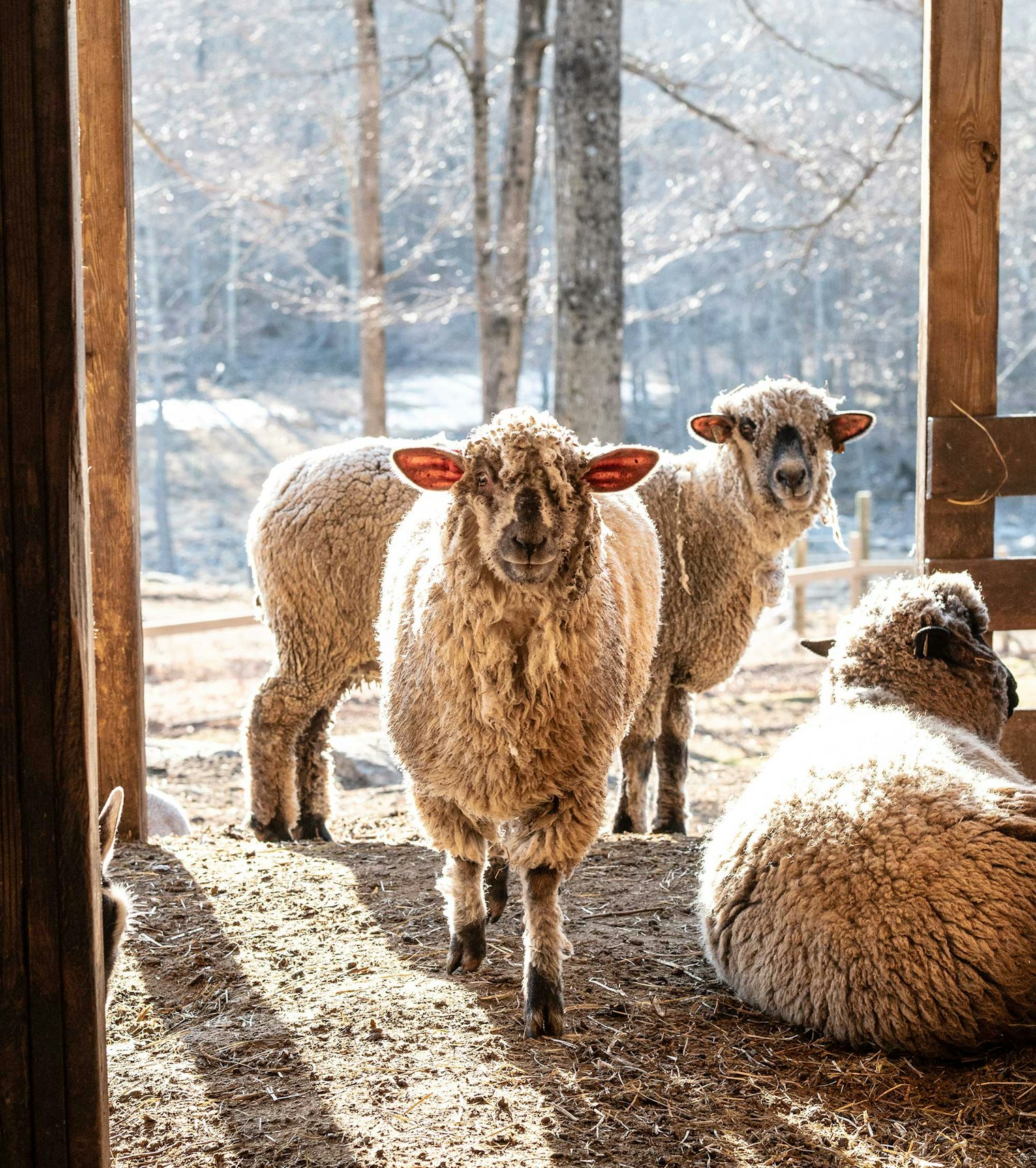 Shropshire sheep pose for the camera.