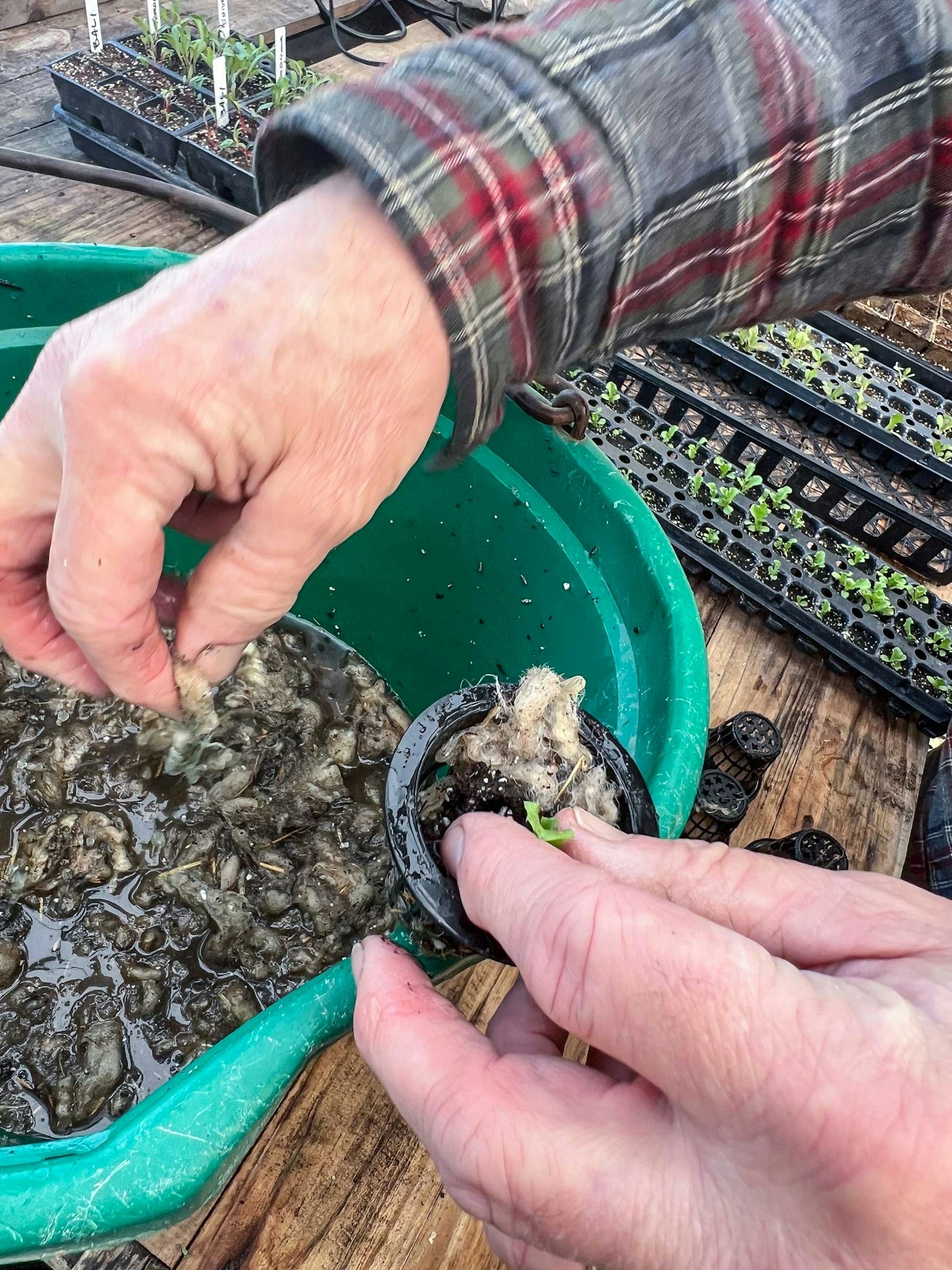 Mark prepares the seedlings using wet waste wool that was taken off the sheep during skirting.