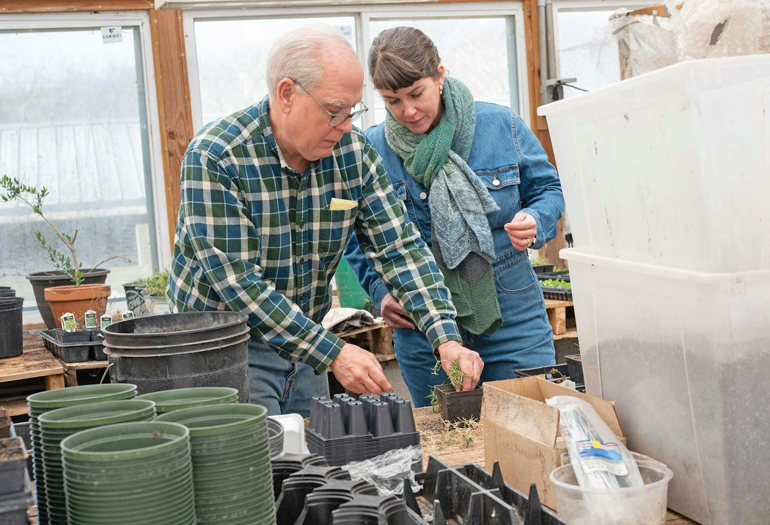 Mark shows Kelly how to transplant rosemary starts. Kelly is wearing the Parastripe Shawl.