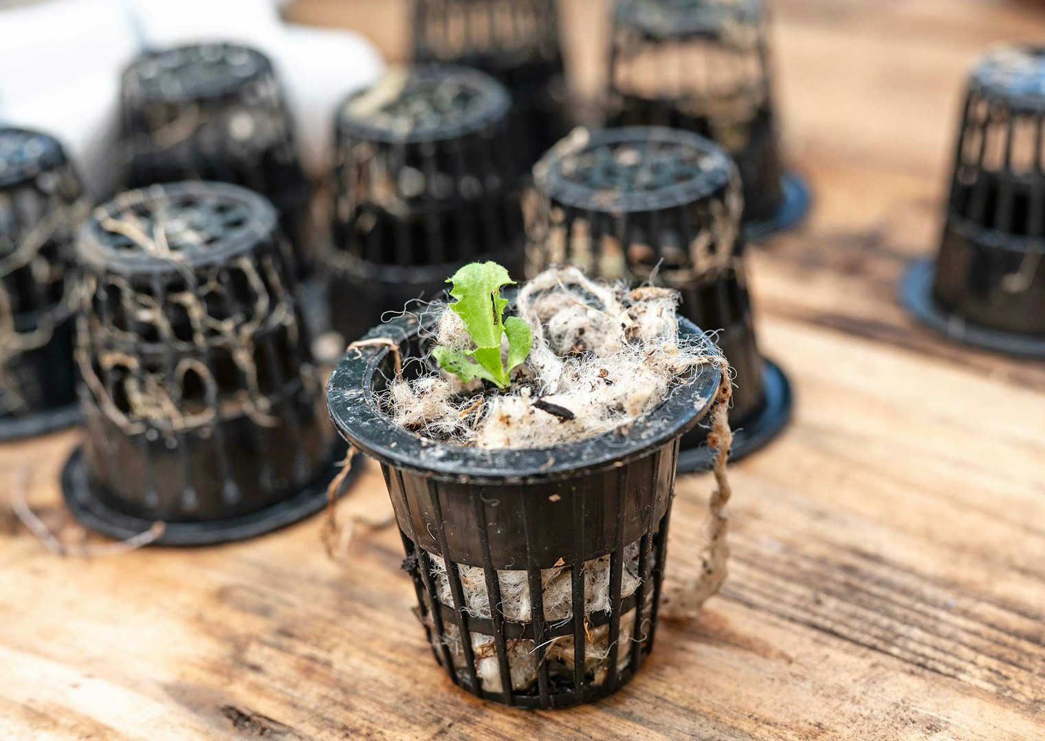The wool holds the seeds as they germinate and will support the plants as they grow.