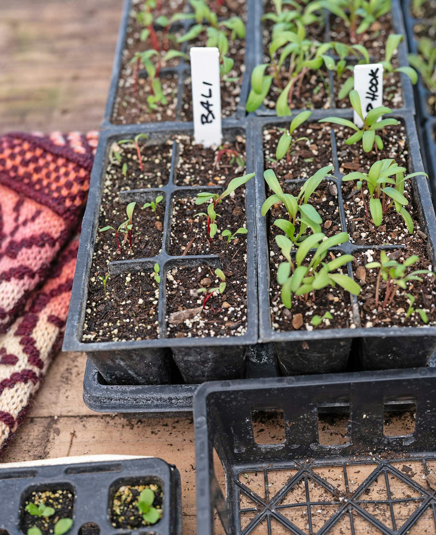 Soon, these little guys will be ready for the farm store.