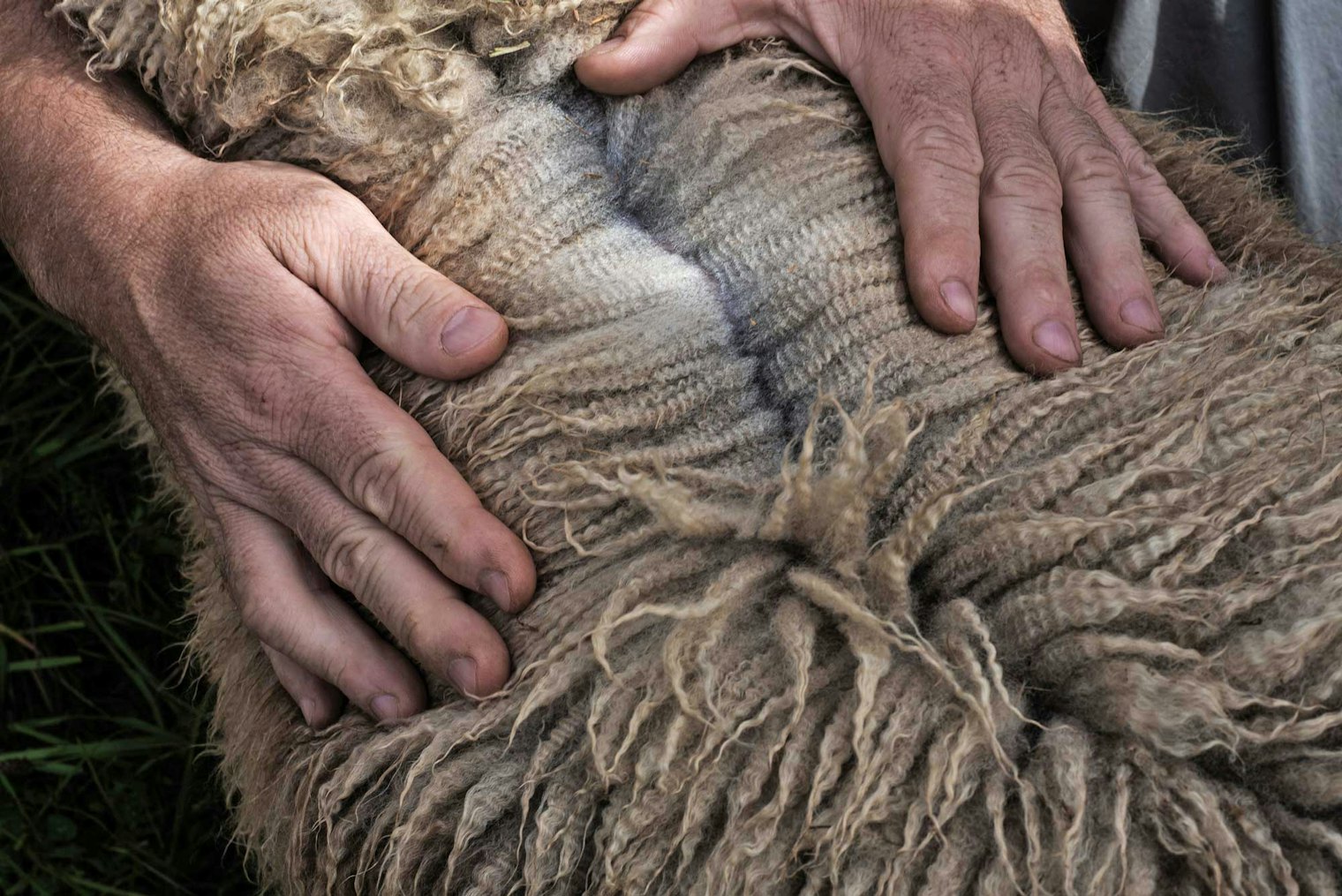 Farmer shows a beautiful Finn sheep fleece at Point of View Farm. Courtesy of HVTP