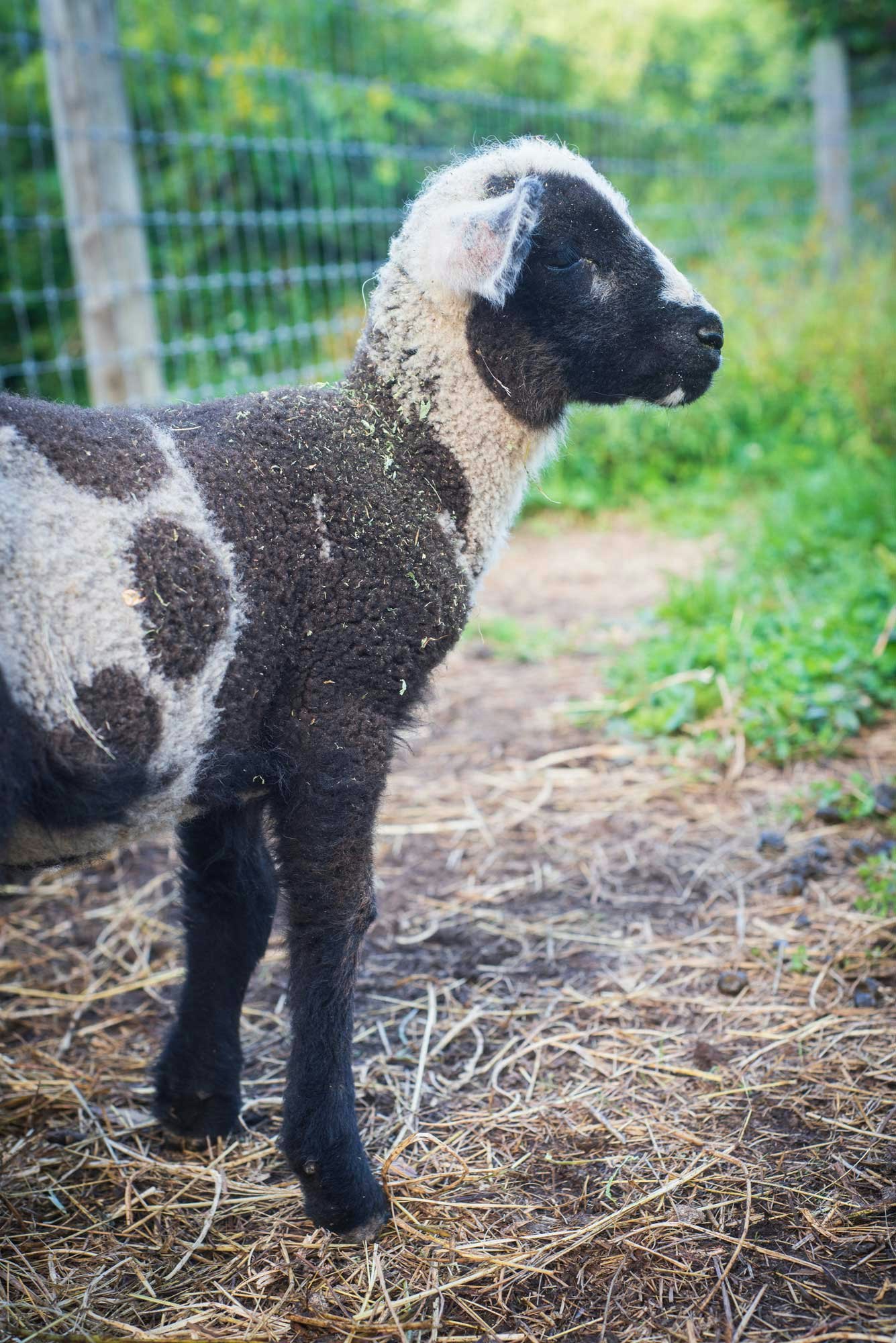 Young lamb at Butterfly Farm.