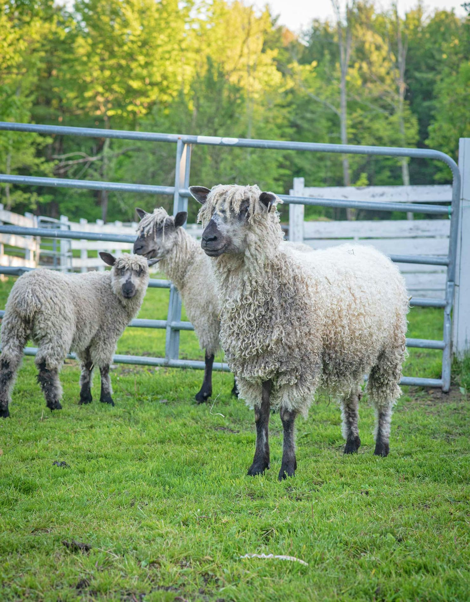 Flock of sheep at Yellow Dog Farm.