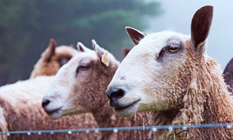 brown sheep with white faces