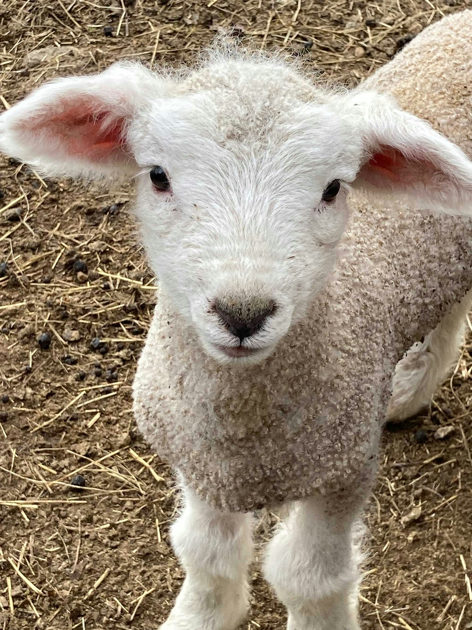 The sweet face of a Romney lamb at Olympia Farm. Photo by Anne McIntyre-Lahner