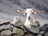 Melting Glaciers, Cashmere Goats, and How Knitting Can Help Image