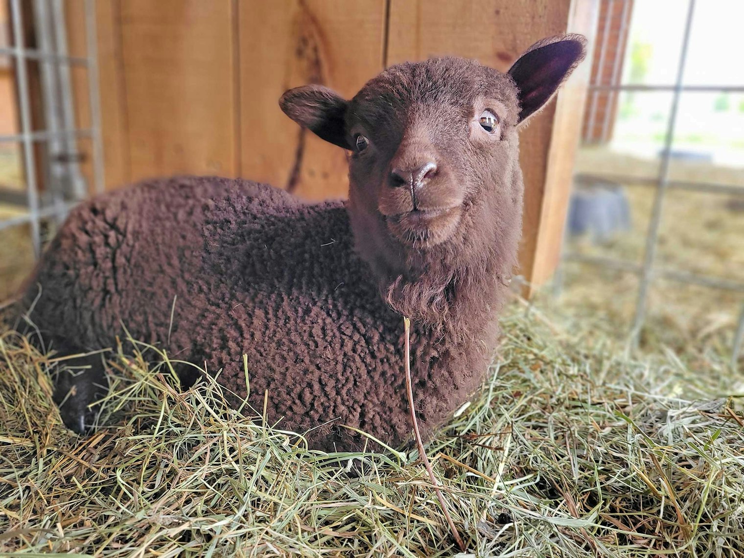 Beautiful Jaelyn. Shetland wool comes in eleven natural colors.