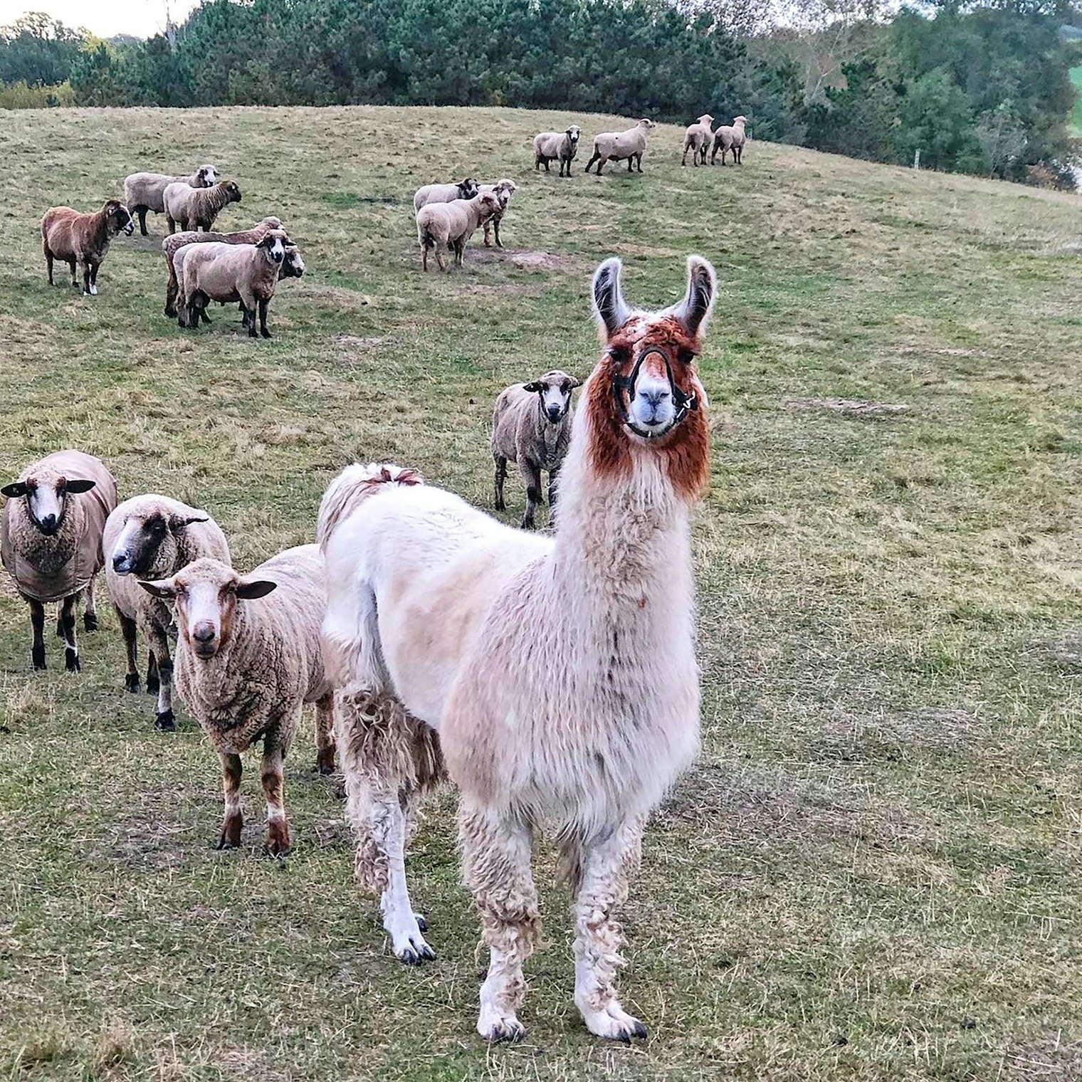 One of the guard llamas, protecting the flock. Photo by Diana Weinhardt-Treangen