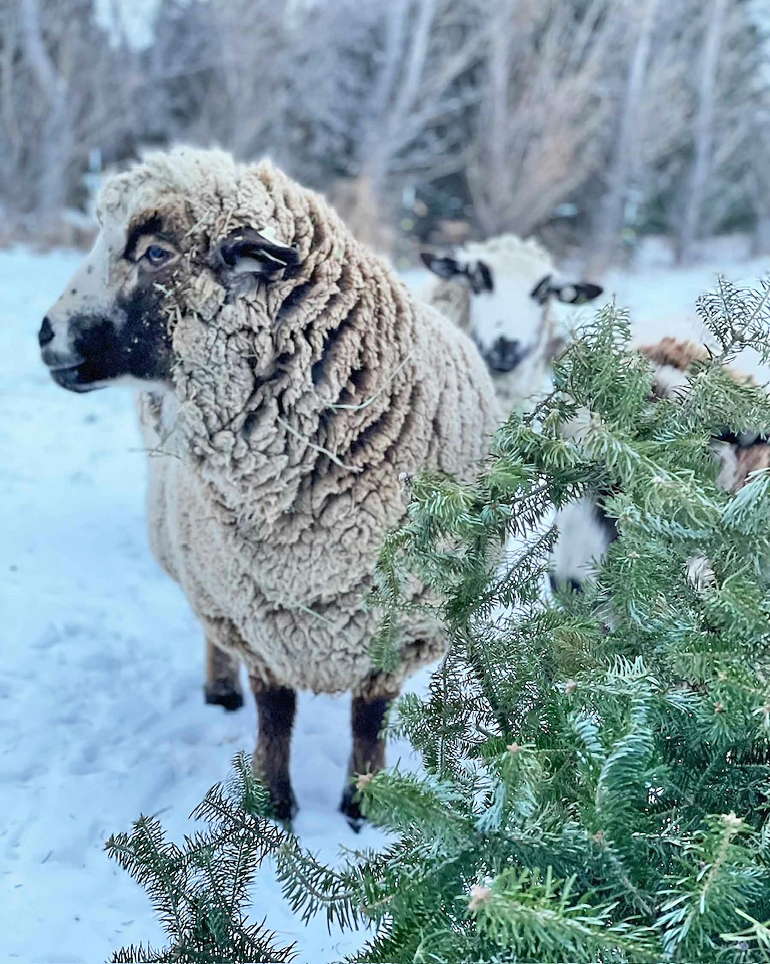 According to Diana, Harvest Hill manages their own breeding program with consideration for breed standards, quality fleece, good conformation, and a variety of color patterns. Photo by Diana Weinhardt-Treangen