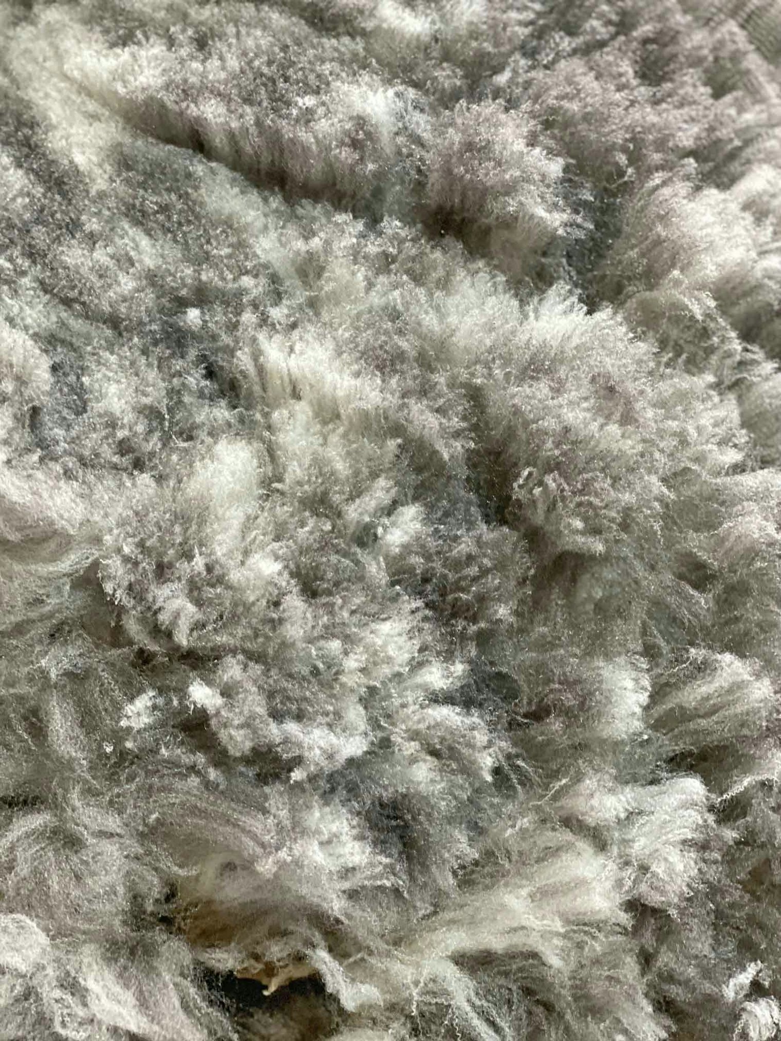 Romeldale/CVM fleece comes in many different colors, even spots. Photo by Diana Weinhardt-Treangen