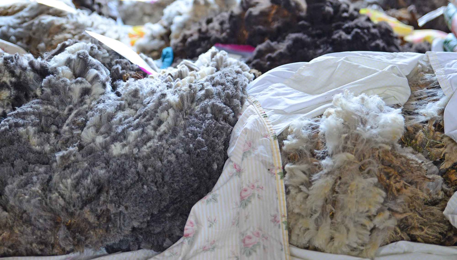 The wool is simply cleaned and spun, with no additional processing, allowing for the natural spring of the fiber to come through in the yarns.