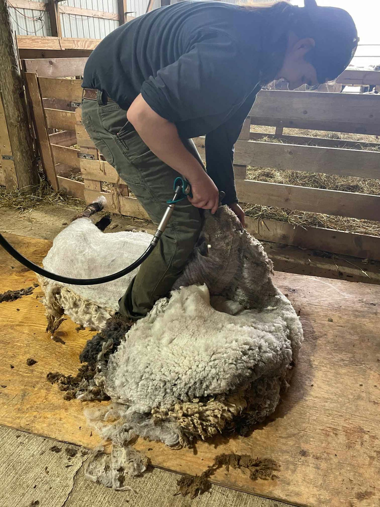 Shearing day happens each March, April, and May. Photo by Diana Weinhardt-Treangen