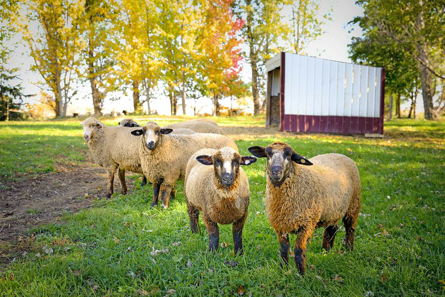 A few of the Romeldale/CVMs grazing on the farm.