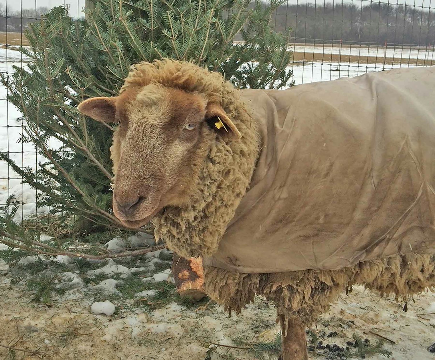 Piglet is one of the original sheep in the Harvest Hill flock. Photo by Diana Weinhardt-Treangen
